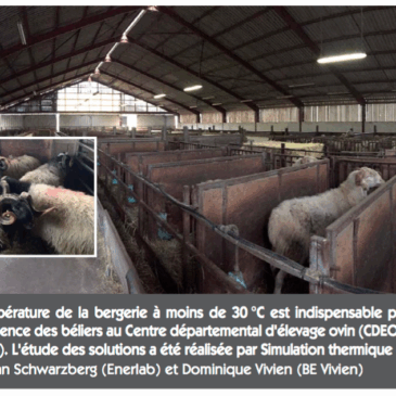 La STD au secours des béliers du Pays Basque